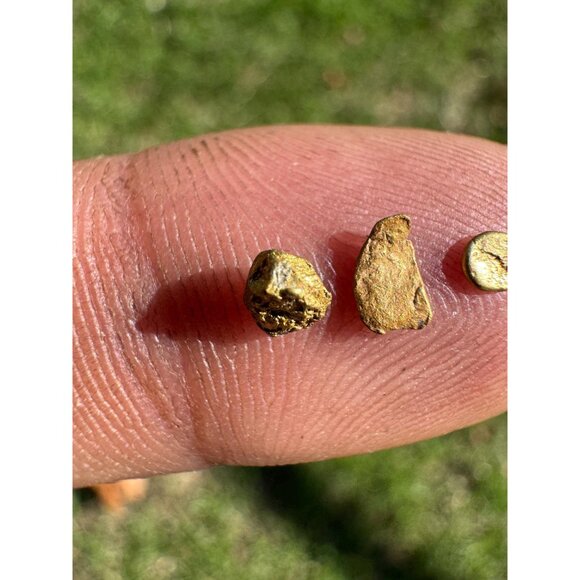 California Gold Nuggets in Display Case - 0.31 grams - Picture 4 of 4